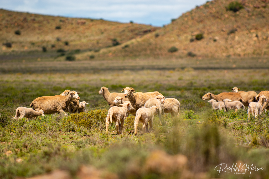 DSC_0086 (2) DSC_0086 (2)